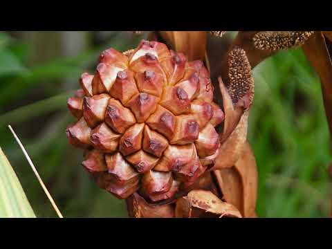 Video: Sateenvarjopalmu Tai Corypha