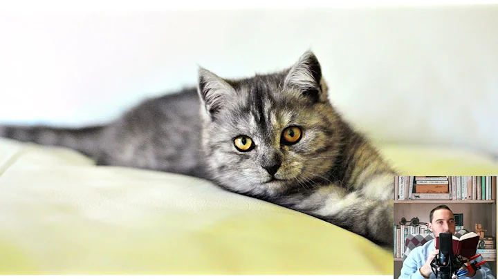 Video 8631981: fold, rare cat breeds, cat canadian, exotic