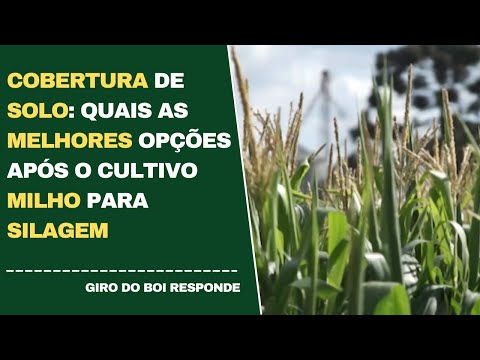 COBERTURA DE SOLO: QUAIS AS MELHORES OPÇÕES APÓS O CULTIVO DE MILHO PARA SILAGEM