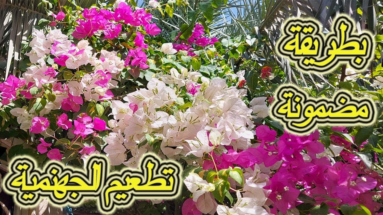 بطريقة مضمونة تطعيم الجهنمية بعدة الوان وقت التطعيم#تطعيم_الجهنمية