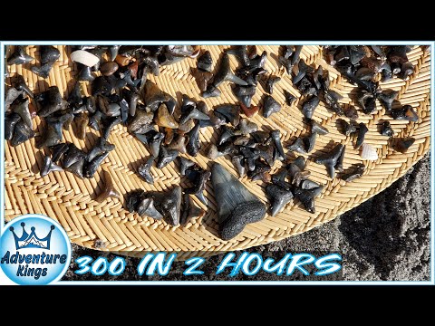 Venice Beach Florida | 300 SHARK TEETH in 2 HOURS!!!