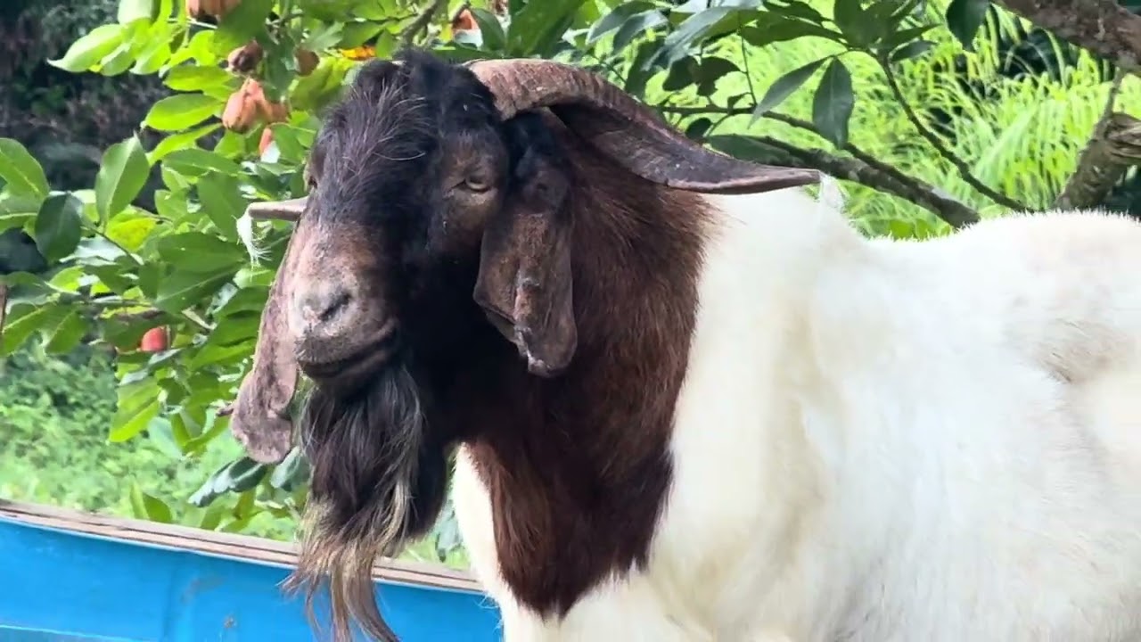 Познакомьтесь с новыми козами 🐐 Успешный сезон окота в самом разгаре! Смотрите, как я строю на 60...