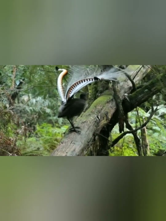 Sosok Burung 1000 Suara .#shorts