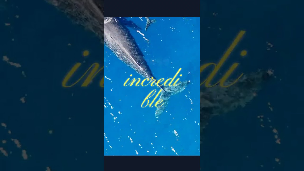 Факт дня 31 - Факты о языке кита 