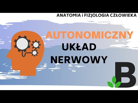 AUTONOMICZNY układ nerwowy współczulny przywspółczulny - Anatomia  - KOREPETYCJE z BIOLOGII 310