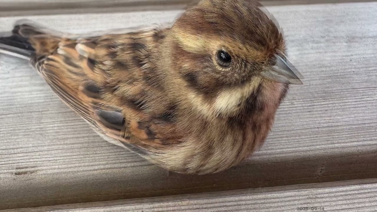 2025-09-14 Sävsparv spel/sång, Kullberg Ångermanland.