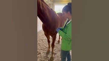 equine intravenous injection Skill42