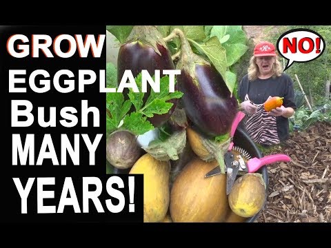 Video: Agrotechnology Rau Kev Loj Hlob Eggplant