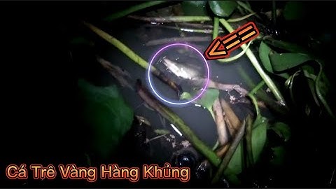 Cấm câu cá trê vàng và cá trê trắng cá thác lác #miềntâyquênhà68vlog