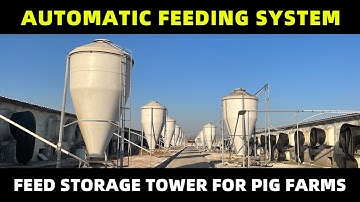 Pig farm feed storage tower | Automatic feeding system for modern pig farms | GREAT FARM