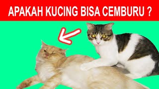 EKSPERIMEN APAKAH KUCING BISA CEMBURU ?