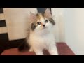 Best sheba treats for cats| review of cat treat |cat help |catsbae cattery information