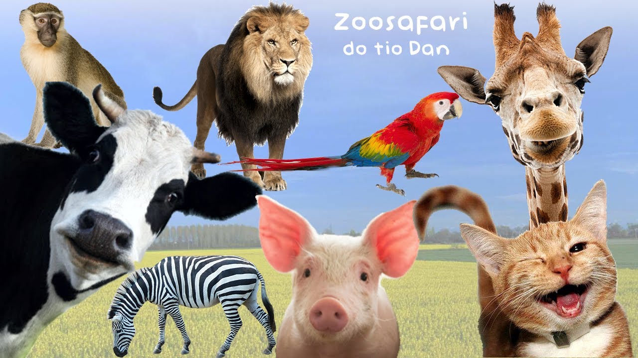Aprenda o Som dos Animais e Conheça os Animais - 50 ANIMAIS E SEUS ...
