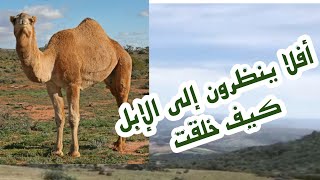 الإعجاز العلمي في قوله تعالى أفلا ينظرون إلى الإبل كيف خلقت