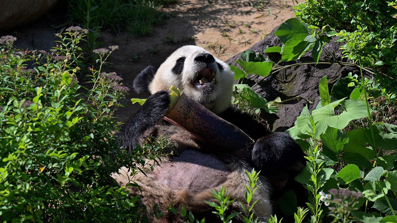 Panda Vi Panda情報局の最新動画|Youtubeランキング – 【全動画】panda情報局動画 all panda movie – FSGWEA