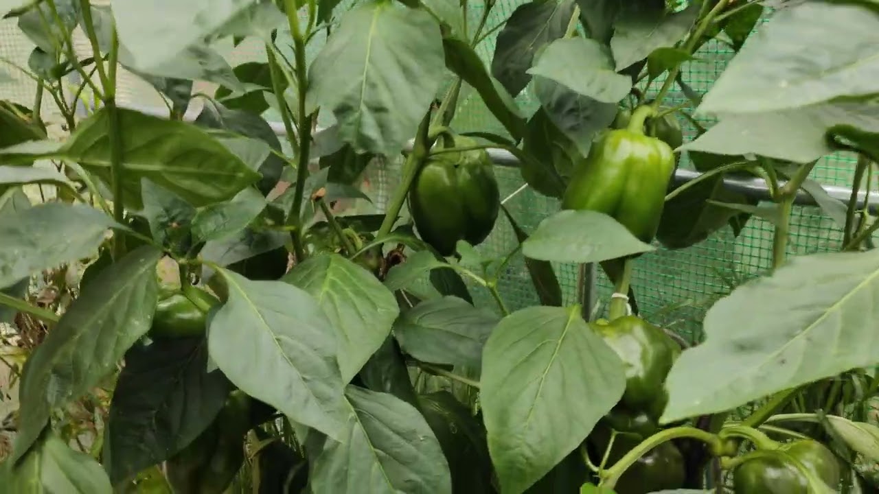 18th Jan 2026 Garden Update (incomplete footage)