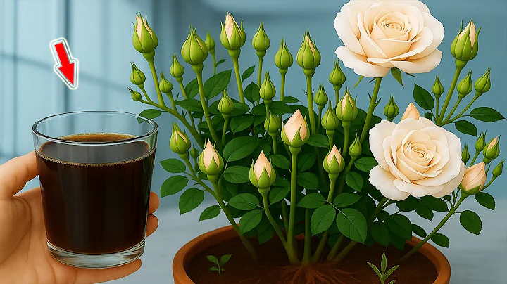 Few People Know That Roses Can Be Propagated In This Simple Way!