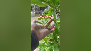 Cây Thần kì đang hoa trái | 0386569374 - Ngọc Ngân Bến Tre | Chuyên cây độc lạ