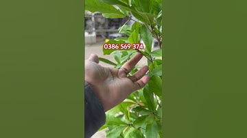 Cây Thần kì đang hoa trái | 0386569374 - Ngọc Ngân Bến Tre | Chuyên cây độc lạ