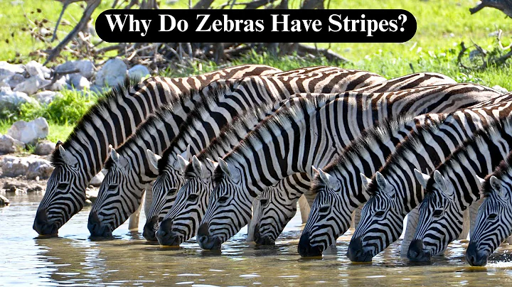 🦓 Why Do Zebras Have Stripes? Shocking Truth Revealed #EducationalVideo #topkidszone `