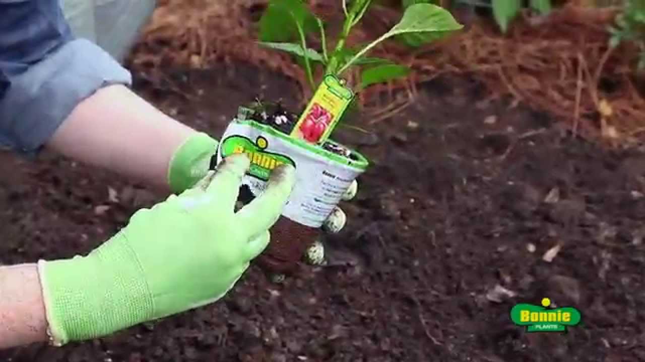 How to Plant Peppers YouTube
