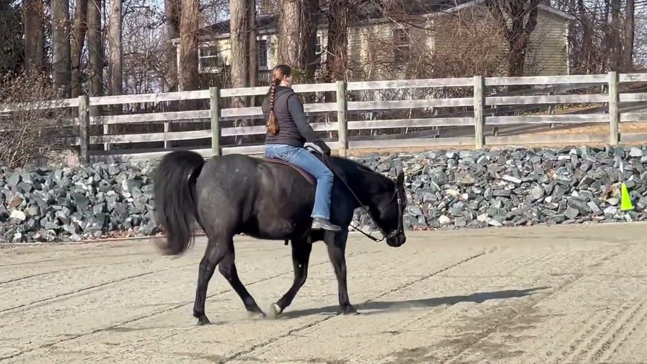 Shannon O’Grady and Charm Stone Charger, WD Level 1 test 1