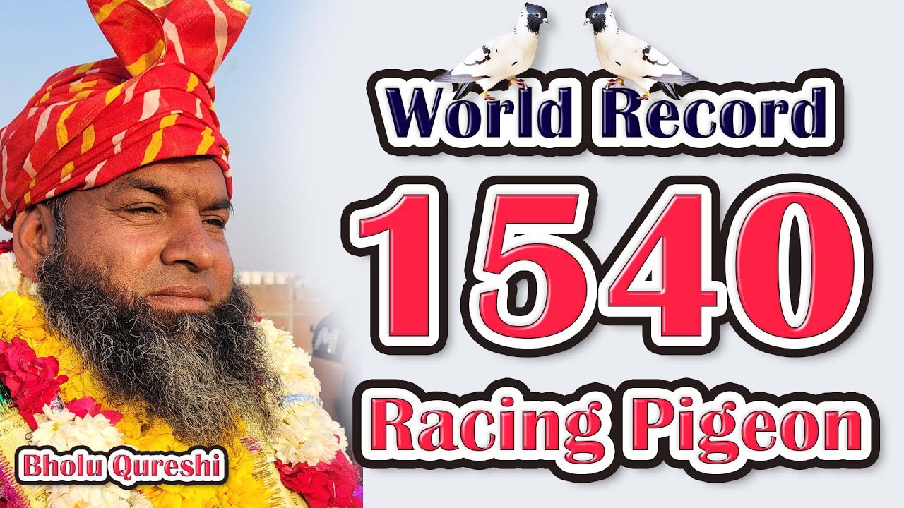 Bholu Qureshi Ne Banaya 1540 Kabootar Daudane Ka World Record | Delhi Ki Kabutar Bazi |  