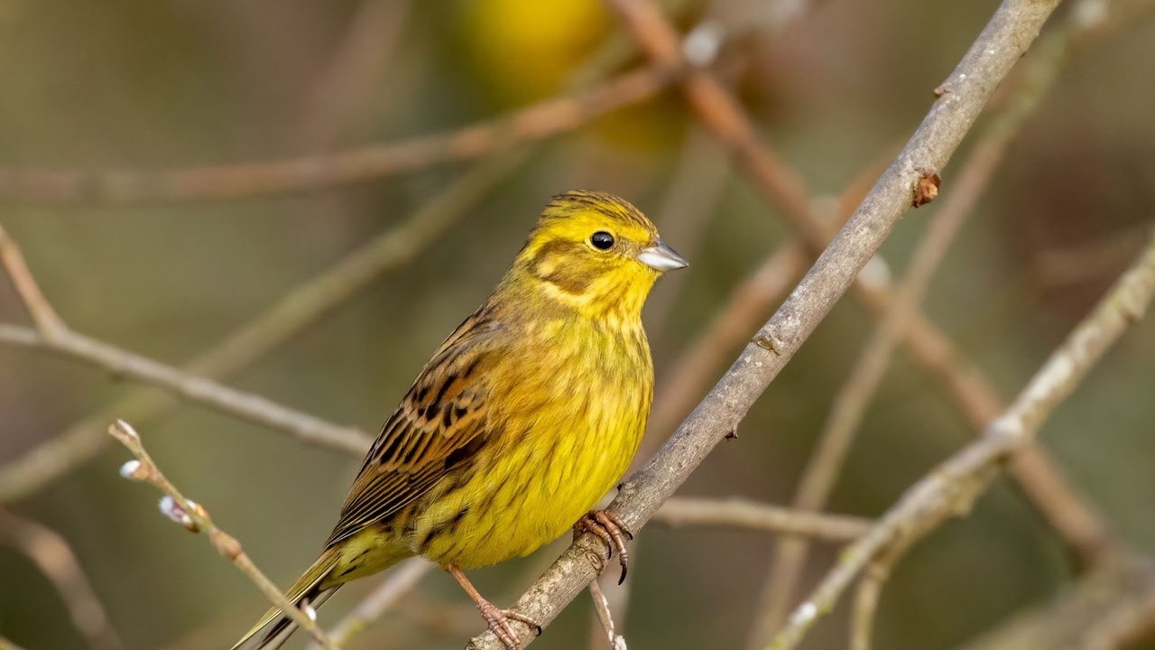 Yellowhammer, Yellowhammers