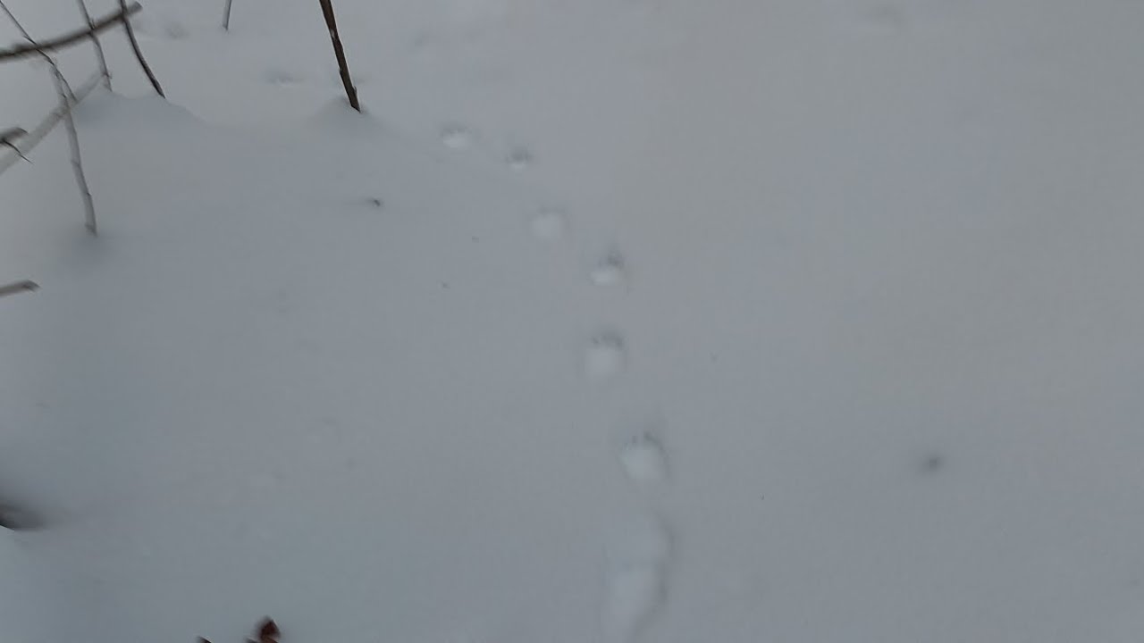 Проверка N20,есть результат ,столько следов куницы я еще не видел 🙃 ...