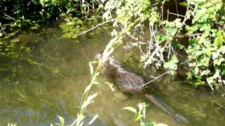 Coypu Nutria - La Territorialità