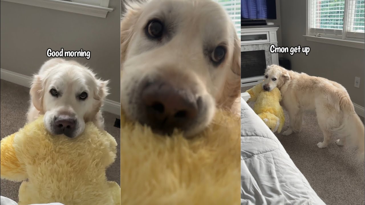 Golden Retriever Gets So Excited When His Humans Wake Up In The Morning ...