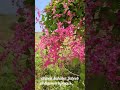     الكرمة المرجانية