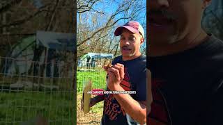 For all the new folks here; some of our chickens get turned into pet treats, which ship nationwide.