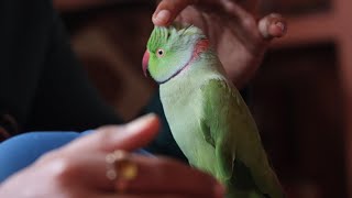 Mai Bolne Ka Pesa Leta Hu  || Cute Talking Parrot