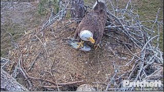 Celebrity SWFL Eagles ~ Intruder Brings A Live Fish To Nest! E's Fly In But She Leaves Before E21 lands 4.9.23 Profile