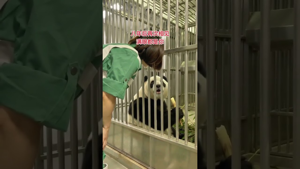 「滿眼都是你～」 #大熊貓樂樂 #大熊貓和飼養員 #萬物皆有靈性 #動物也有愛
