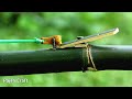 DIY Bamboo Slingshot - Creative Idea To Make Powerful Bamboo Slingshot