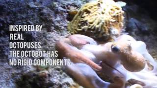 Machine Learning Channel - Octopus-Inspired Soft Autonomous Robots from Harvard in Boston screenshot 5
