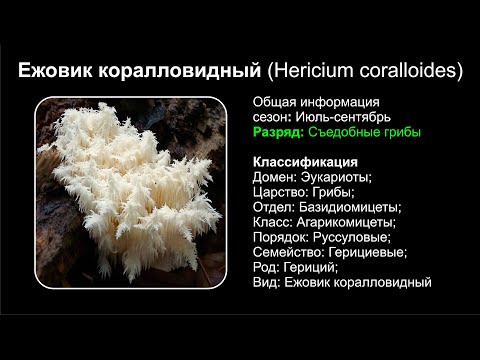 Ежовик коралловидный (Hericium coralloides)