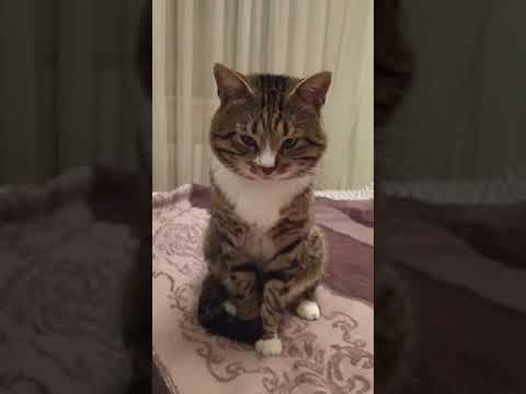 Котката нa De4koo 123