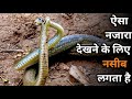 धामन सांप का अद्भुत प्रणय | धामन सांप का मिलन | Snake Mating