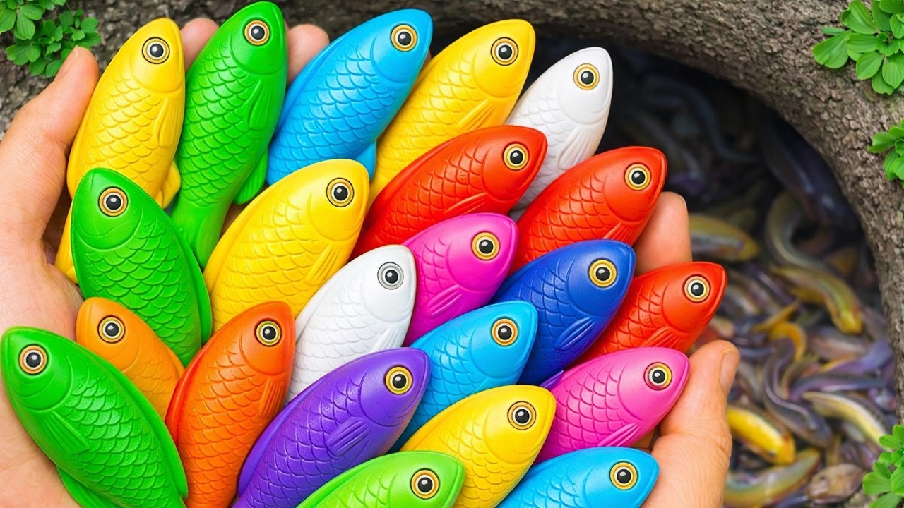 Catch beautiful aquarium fish in small pond baby turtles, eels, pencil fish, guppies blu,puffer fish