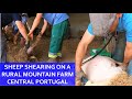 SHEEP SHEARING THE TRADITIONAL WAY - RURAL MOUNTAIN FARMING IN CENTRAL PORTUGAL