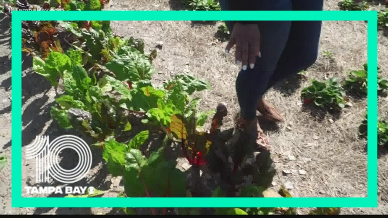 New farm offers fresh food in Tampa food desert