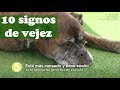 PERRO: 10 señales de vejez en los perros