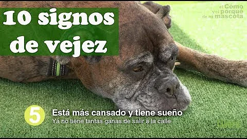 ¿Pueden los perros reconocer la edad en otros perros?