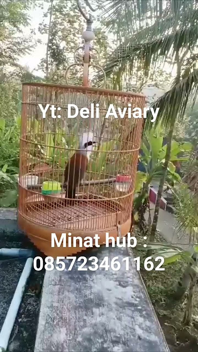 SUARA POKSAY JAMBUL THAILAND BETINA GACOR #poksayjambul #kicaumania #DeliAviary #poksay
