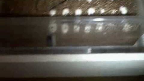 How to set Up a Hova-Bator Incubator for Reptile eggs