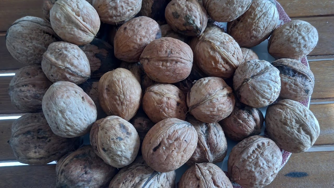 Ceviz tohumu ne zaman ve nasıl ekilmeli