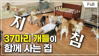 [Full] 세상에 나쁜 개는 없다  아주 평범한 가족 이야기